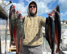 Spring coho salmon